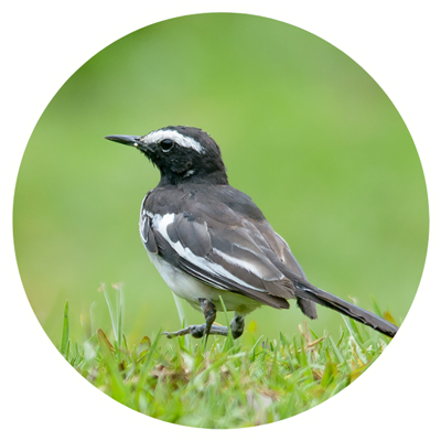 white-browed-wagtail